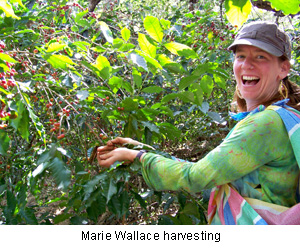 Marie Wallace harvesting
